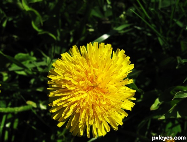 Dandelion